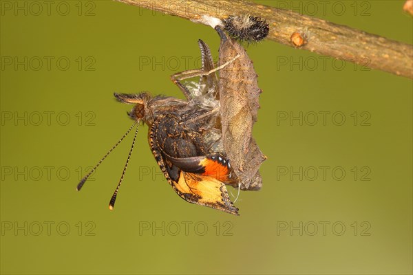 Small tortoiseshell (Aglais urticae)