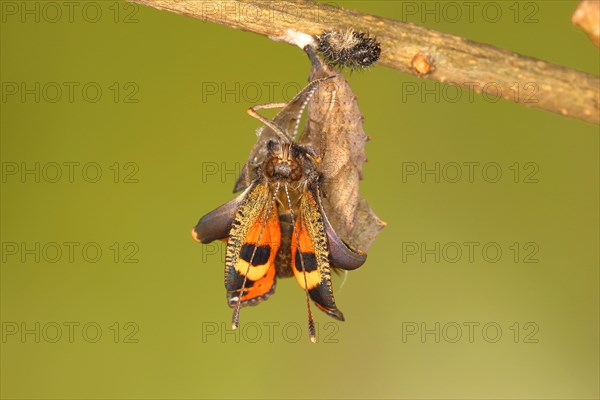 Small tortoiseshell (Aglais urticae)