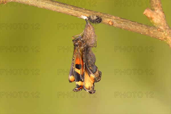 Small tortoiseshell (Aglais urticae)