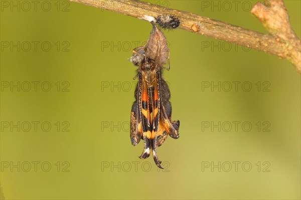 Small tortoiseshell (Aglais urticae)