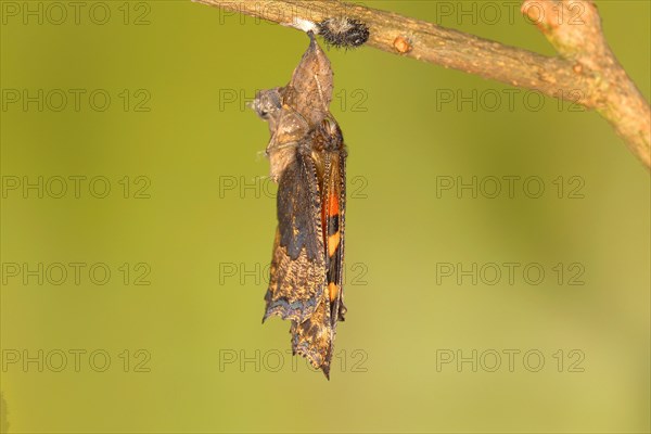 Small tortoiseshell (Aglais urticae)