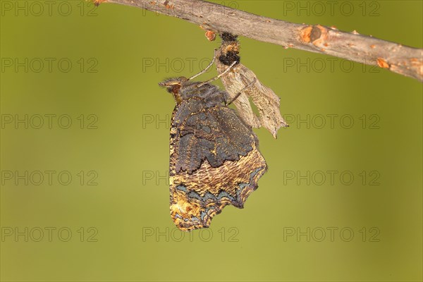 Freshly hatched butterfly