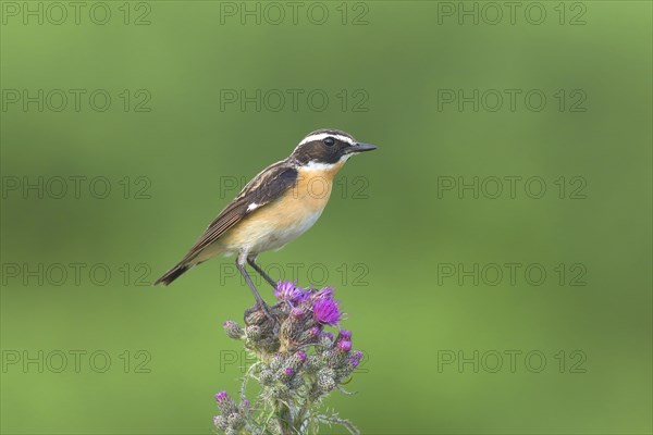 Whinchat (Saxicola rubetra)