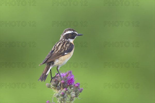 Whinchat (Saxicola rubetra)