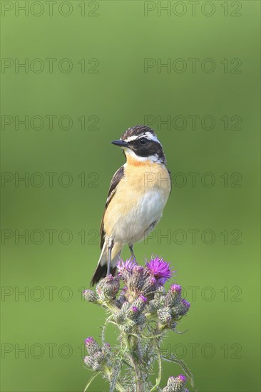 Whinchat (Saxicola rubetra)