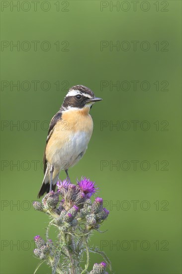 Whinchat (Saxicola rubetra)