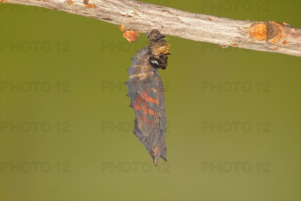 Small tortoiseshell (Aglais urticae)