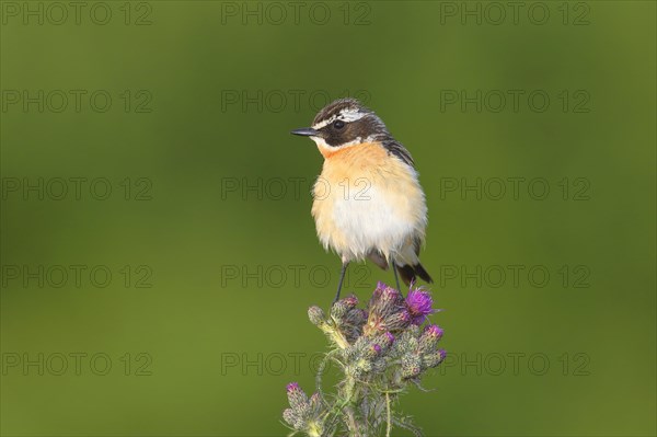 Whinchat (Saxicola rubetra)