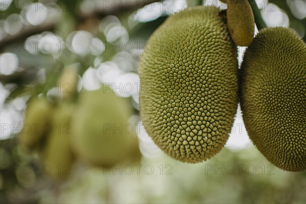 Jackfruit tree (Artocarpus heterophyllus)