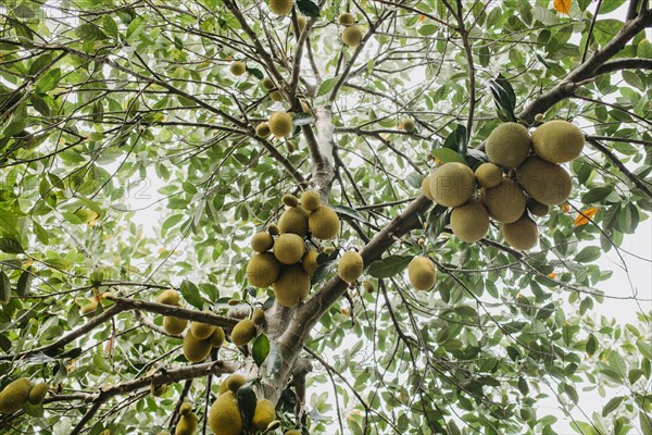 Jackfruit tree (Artocarpus heterophyllus)