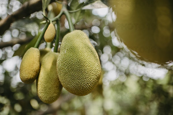 Jackfruit tree (Artocarpus heterophyllus)