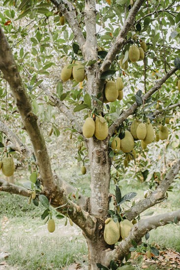 Jackfruit tree (Artocarpus heterophyllus)