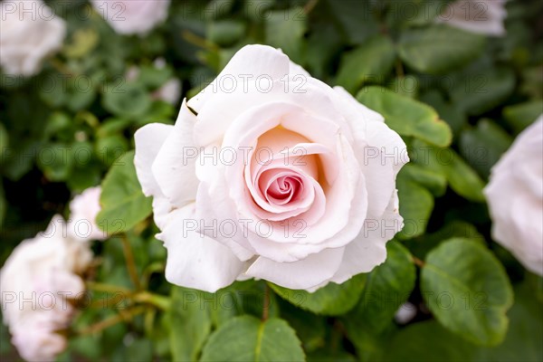 Light pink rose (Rosa)