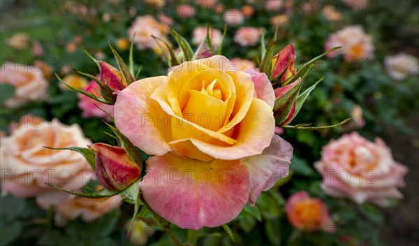 Yellow and pink rose (Rosa)