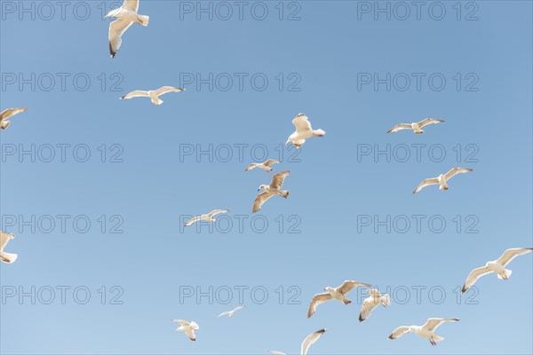 Black-headed gulls (Chroicocephalus ridibundus) and European herring gulls (Larus argentatus) in flight against blue sky