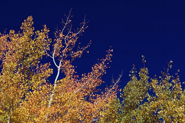 Colorful aspen pines against deep blue sky