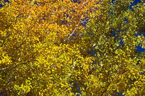 Colorful aspen pines against deep blue sky