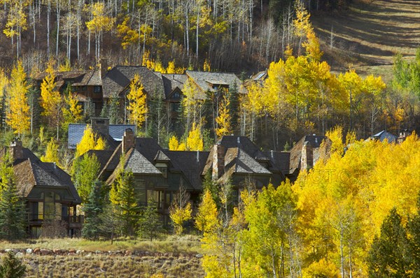 Aspen condos amidst the changing aspen pines