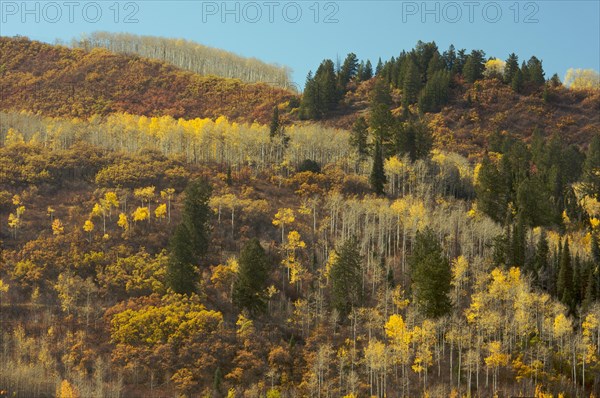 Colorful aspen pines against deep blue sky