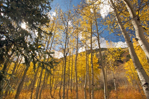 Colorful aspen pines against deep blue sky