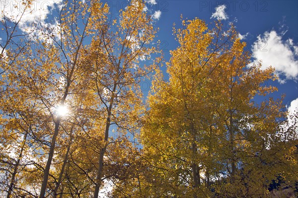 Colorful aspen pines against deep blue sky