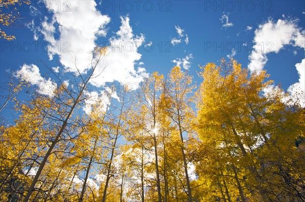 Colorful aspen pines against deep blue sky