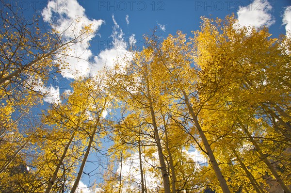 Colorful aspen pines against deep blue sky