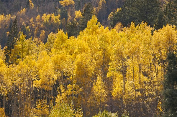 Aspen pines changing color against the mountain side