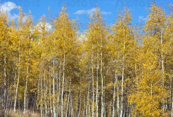 Colorful aspen pines against deep blue sky