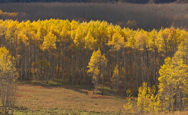 Aspen pines changing color before winter