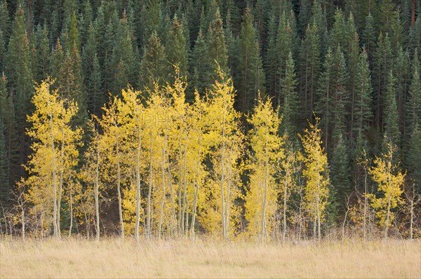 Aspen pines changing against the mountain side