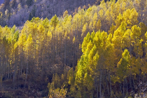 Aspen pines changing color against the mountain side