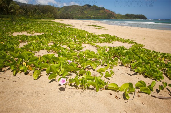 Flowers on the hanalei bay shoreline