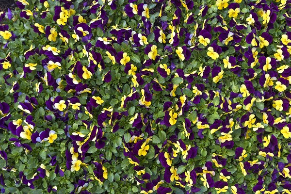 Flowering pansies (Viola)