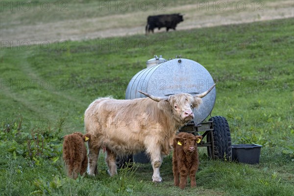 Scottish Highland Cattle