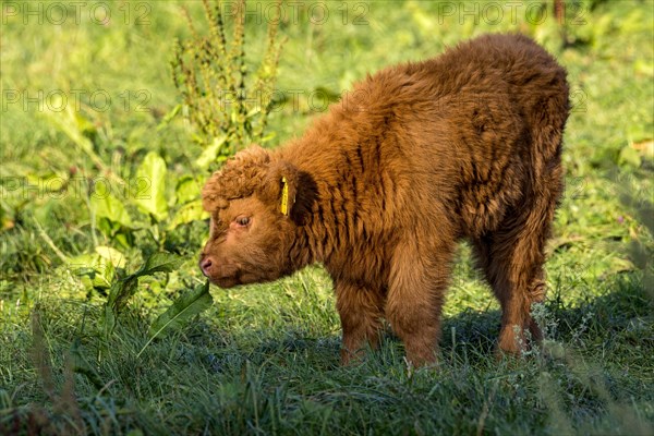 Scottish Highland Cattle