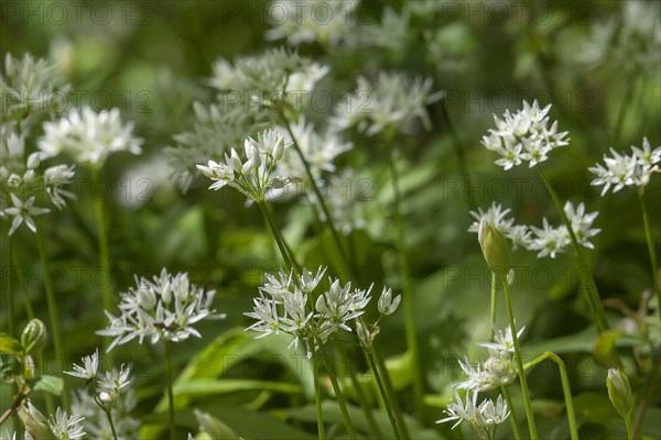 Blooming wild garlic (Allium ursinum) in a forest