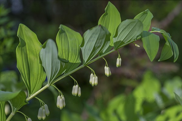 Solomon's seal (Polygonatum multiflorum)