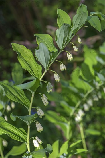 Solomon's seal (Polygonatum multiflorum)