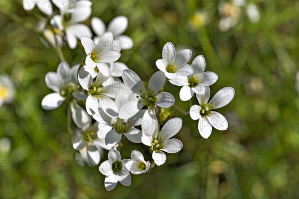 Blossoms of the nodule saxifrage (Saxifraga granulata)