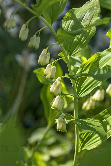 Solomon's seal (Polygonatum multiflorum)