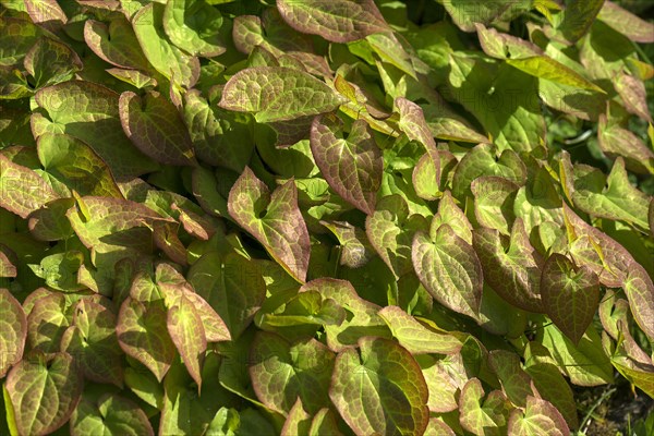 Leaves of a fairy flower (Epimedium)