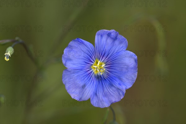 Flower of common flax (Linum usitatissimum)