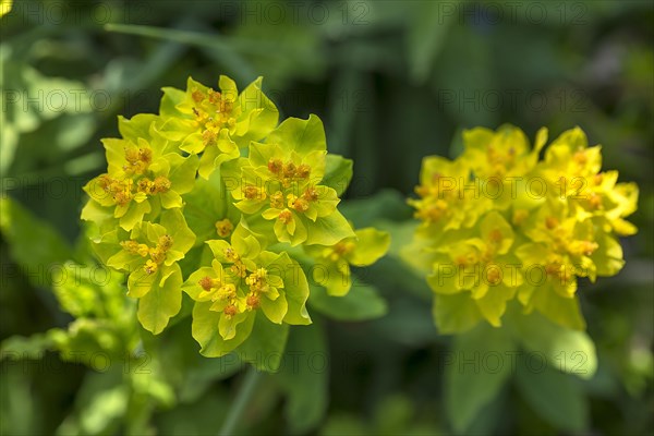 Golden spurge (Euphorbia polychroma)