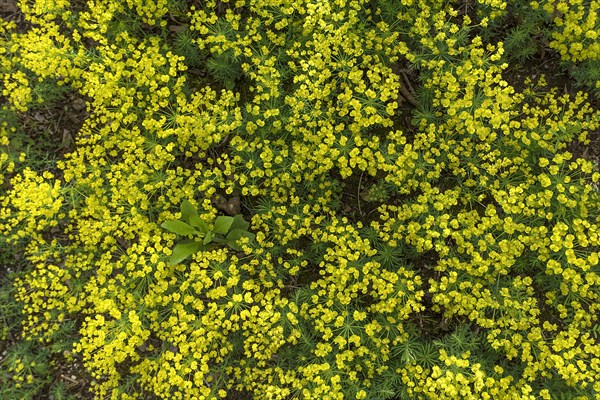 Cypress spurge (Euphorbia cyparissias)