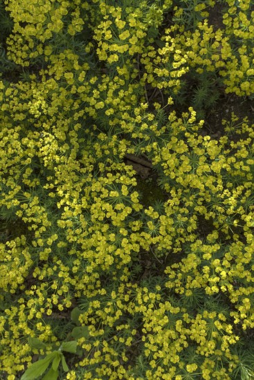 Cypress spurge (Euphorbia cyparissias)