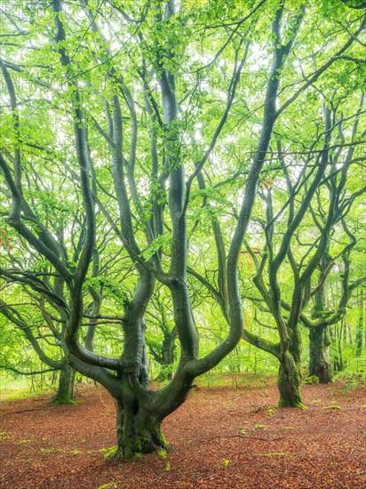 Ancient beech forest in spring