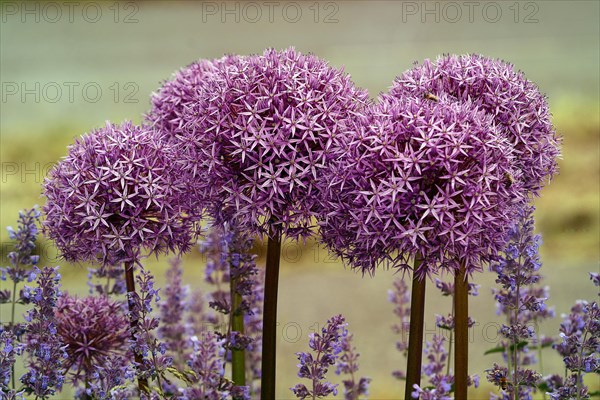 Purple ornamental leek (Allium) and catmint (Lamiaceae) Germany