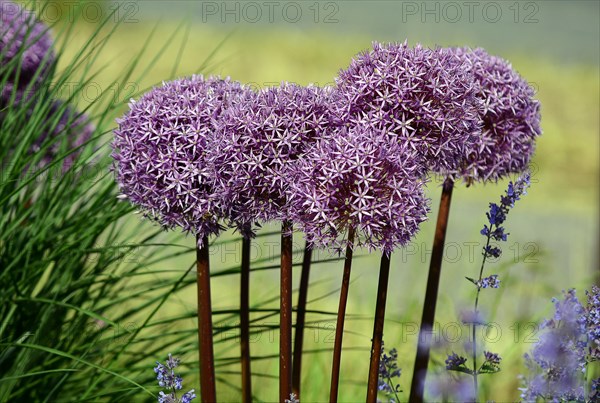 Purple ornamental leek (Allium) and catmint (Lamiaceae) Germany