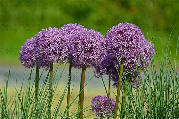 Purple ornamental leek (Allium) and catmint (Lamiaceae) Germany